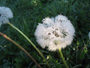 Löwenzahn mit Tau in der Morgensonne