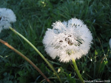 Löwenzahn mit Tau in der Morgensonne