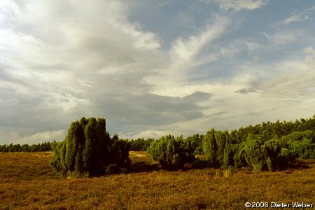 Krelinger Heide