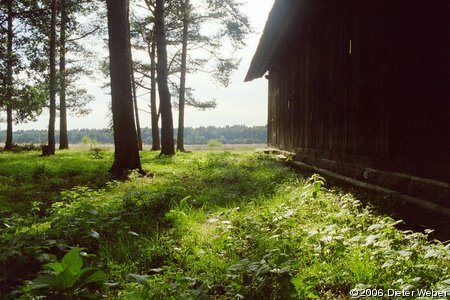 Reetgedeckter Schafstall