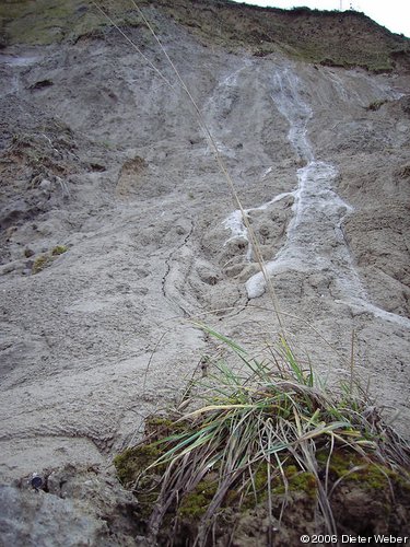 Grasbüschel vor herabgeschwemmtem Boden