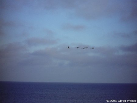 Schwäne im Flug