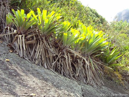 Bromelien