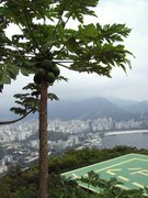 Papaya-Pflanze mit Rio de Janeiro im Hintergrund