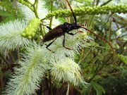 Mimosen-Verwandtschaft mit Käfer