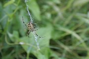 Wespenspinne (Argiope bruennichi)