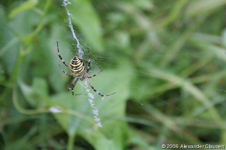 Wespenspinne (Argiope bruennichi)