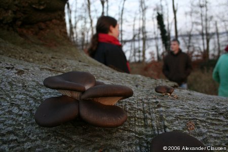 Pilze auf Baumstamm