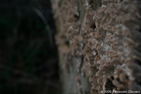 Pilze auf Baumstamm