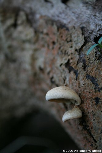 Pilze auf Baumstamm