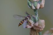 Schwebfliege auf Salbei