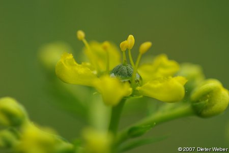 Blüte von Weinraute mit Nektar