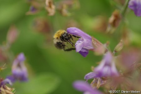 Hummel in Salbei