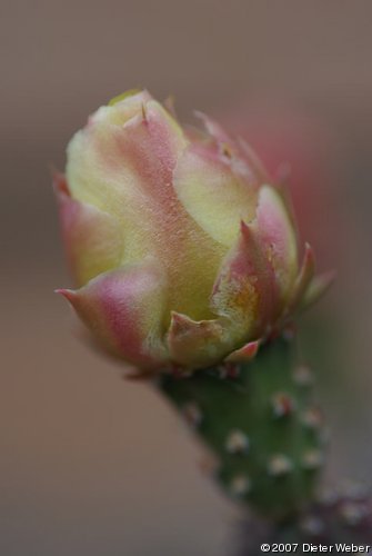 Blütenknospe von Opuntia fragilis