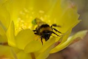 Hummel in Opuntia-Blüte