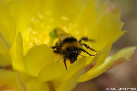 Hummel in Opuntia-Blüte