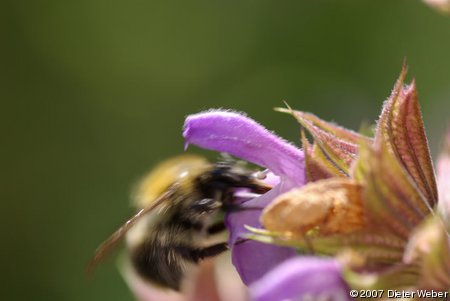 Hummel an Salbei