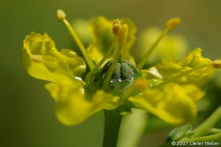 Blüte von Weinraute mit Nektar