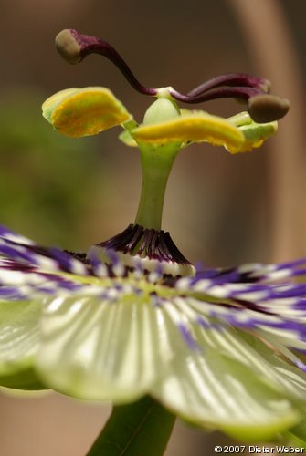 Blüte einer Passionsblume (Passiflora caerulea)