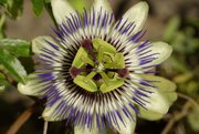 Blüte einer Passionsblume (Passiflora caerulea)