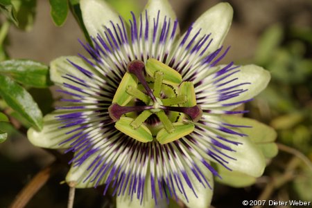 Blüte einer Passionsblume (Passiflora caerulea)