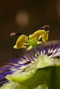 Blüte einer Passionsblume (Passiflora caerulea)