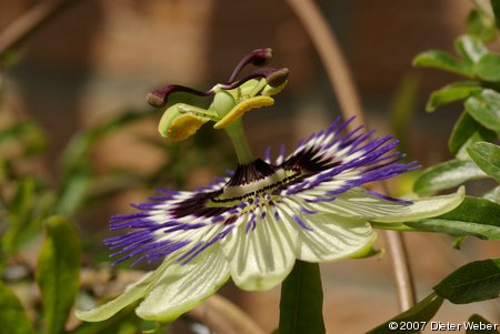 Blüte einer Passionsblume (Passiflora caerulea)