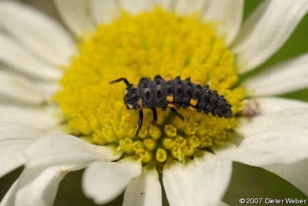 Marienkäfer-Larve auf einer Margeritenblüte