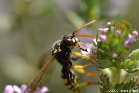 Wildbiene (Nomada?) auf Thymian