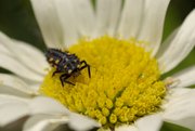 Marienkäfer-Larve auf einer Margeritenblüte