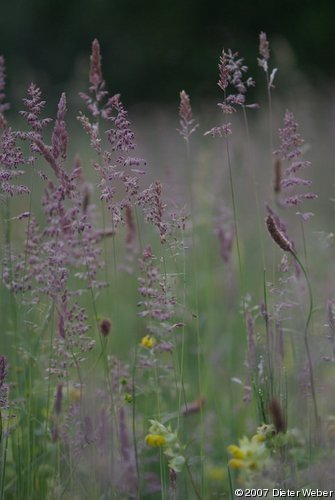 Wiesenpflanzen