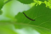 Gespinst von Spinner-Raupen in einem Apfelbaum