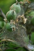 Gespinst von Spinner-Raupen in einem Apfelbaum