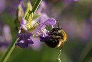 Hummel in Salbei