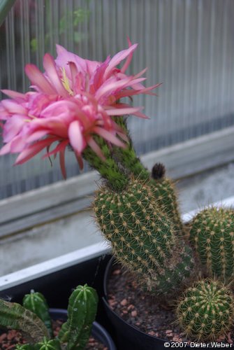 Echinopsis mit riesiger Blüte