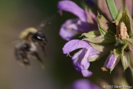 Hummel in Salbei