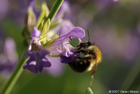 Hummel in Salbei