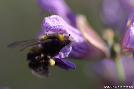 Hummel in Salbei