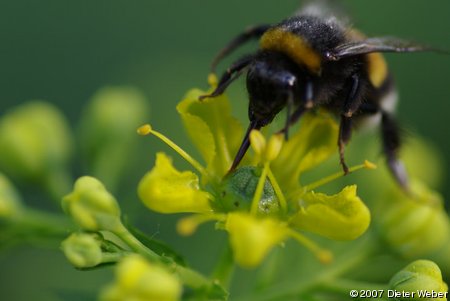 Hummel auf Weinraute