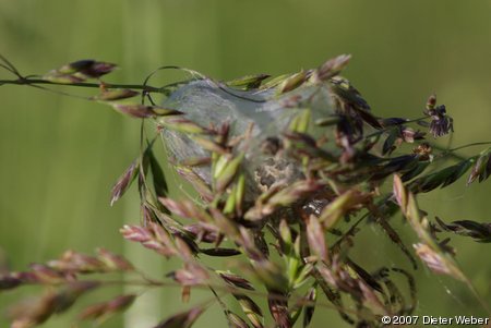 Spinne in einem Kokon