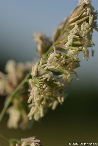 Gras-Blütenstand