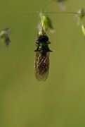 Metallisch glänzende Fliege