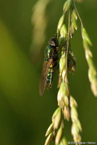 Metallisch glänzende Fliege