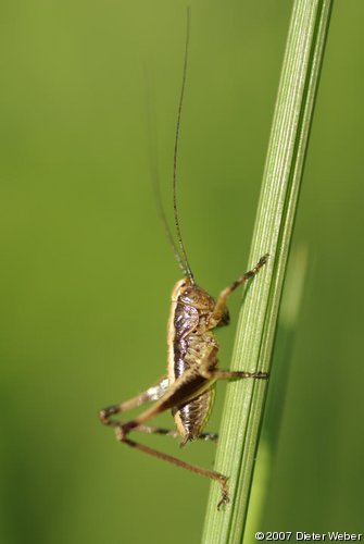 Heuschrecken-Nymphe