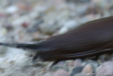 Nacktschnecke