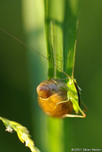 Heuschrecken-Nymphe auf eienr Schnecke