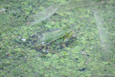 Frosch