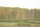 Toter Wald