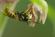 Wespe an einer Stendelwurz-Art