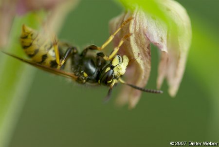 Wespe an einer Stendelwurz-Art